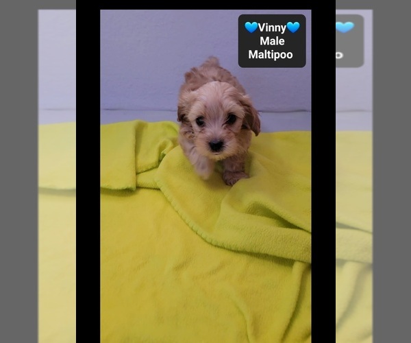 Medium Photo #3 Maltipoo (Toy) Puppy For Sale in TUCSON, AZ, USA