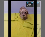 Vinny - Male Maltipoo (Toy) Puppy for Sale - Photo #3
