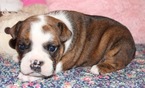 Small Photo #2 English Bulldog Puppy For Sale in LAKEWOOD VILLAGE, TX, USA