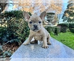 Small Photo #127 French Bulldog Puppy For Sale in HAYWARD, CA, USA