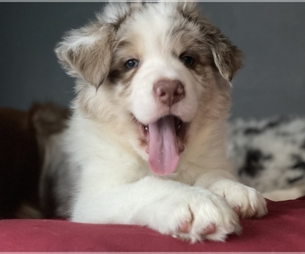 Medium Photo #6 Border Collie Puppy For Sale in EVERETT, WA, USA