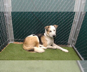 German Shepherd Dog-Unknown Mix Dogs for adoption in Downey, CA, USA