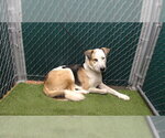 POE - Male German Shepherd Dog-Unknown Mix Dog for Adoption - Small photo