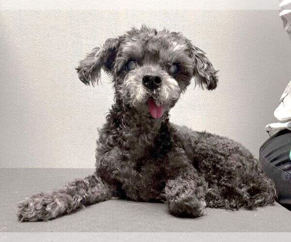 Medium Photo #4 Shih Tzu-Unknown Mix Puppy For Sale in Boonton, NJ, USA