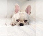 Small Photo #22 French Bulldog Puppy For Sale in BRYAN, TX, USA