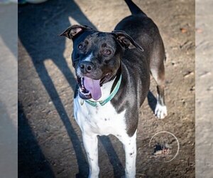 AC - Donny - Male Lab-Pointer Dog for Adoption - Photo #9