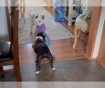 Small #13 English Setter-Labrador Retriever Mix