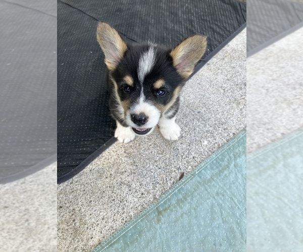Medium Photo #8 Pembroke Welsh Corgi Puppy For Sale in LONDON, KY, USA