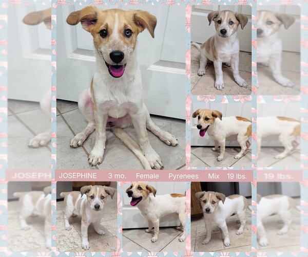 Medium Photo #5 Great Pyrenees-Unknown Mix Puppy For Sale in Mesa, AZ, USA