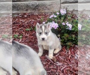 Siberian Husky Puppy for sale in HOOPESTON, IL, USA