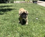 Small Mastiff