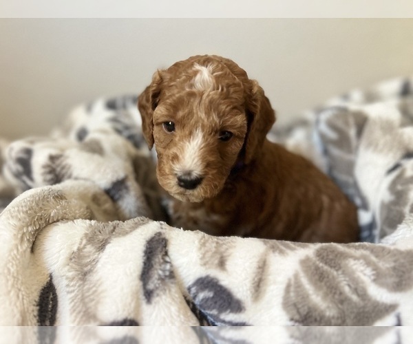 Medium Photo #2 Goldendoodle (Miniature) Puppy For Sale in MANTECA, CA, USA