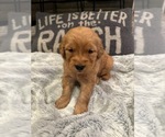 Puppy Miss Violet Golden Retriever