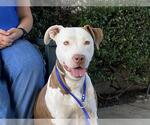 Small #1 American Pit Bull Terrier