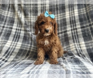 Cock-A-Poo Puppy for sale in LAKELAND, FL, USA