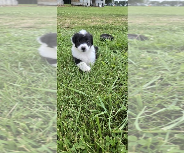 Medium Photo #38 English Shepherd Puppy For Sale in NEW CASTLE, IN, USA