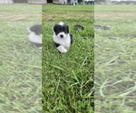 Small Photo #38 English Shepherd Puppy For Sale in NEW CASTLE, IN, USA