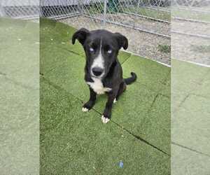 Mutt Dogs for adoption in Calgary, Alberta, Canada