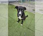 Small Mutt