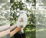 Small Photo #40 Goldendoodle (Miniature) Puppy For Sale in FREDERICA, DE, USA
