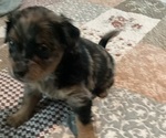 Small #2 German Hunting Terrier-Lowchen Mix