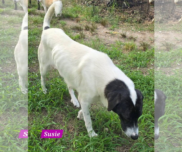 Medium Photo #4 Great Pyrenees-Unknown Mix Puppy For Sale in Alexander, AR, USA