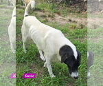 Small #3 Great Pyrenees Mix