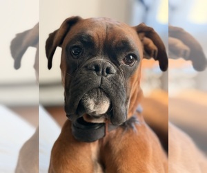 Boxer Dogs for adoption in KERNERSVILLE, NC, USA