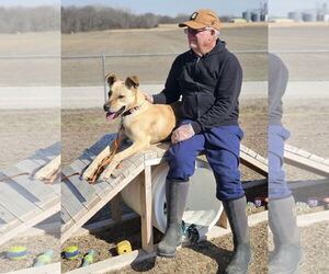 Labrador Retriever-Unknown Mix Dogs for adoption in Williamsburg, IA, USA