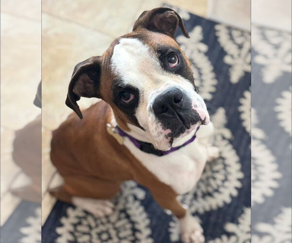 Medium Photo #1 Boxer Puppy For Sale in  Katy, TX, USA