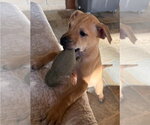 Small #1 Border Terrier-Labrador Retriever Mix