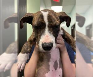 American Pit Bull Terrier-Unknown Mix Dogs for adoption in Tulsa, OK, USA