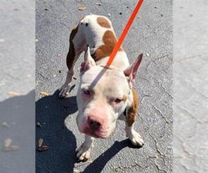 American Staffordshire Terrier Dogs for adoption in St. Cloud, FL, USA