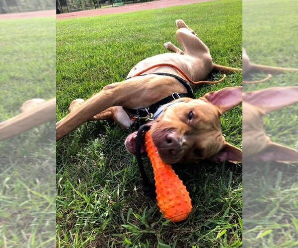 Medium Photo #4 American Pit Bull Terrier-Unknown Mix Puppy For Sale in Blacklick, OH, USA