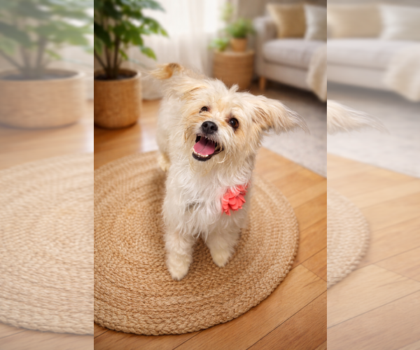 Medium Photo #1 Maltese-Unknown Mix Puppy For Sale in Phoenix, AZ, USA