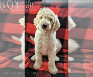Double Doodle Puppy for sale in HGHLNDS RANCH, CO, USA