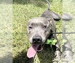 Small #1 Mutt