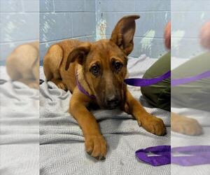 Anatolian Shepherd-German Shepherd Dog Mix Dogs for adoption in Woodland, CA, USA