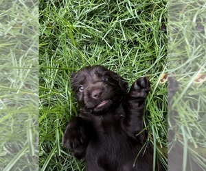 Boykin Spaniel Puppy for sale in THOMSON, GA, USA