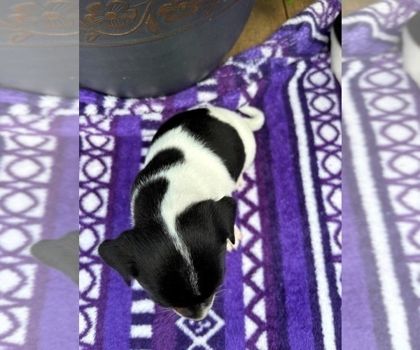 Medium Photo #3 Rat Terrier Puppy For Sale in TAMPICO, IL, USA