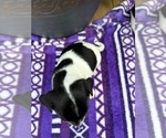 Small Photo #3 Rat Terrier Puppy For Sale in TAMPICO, IL, USA