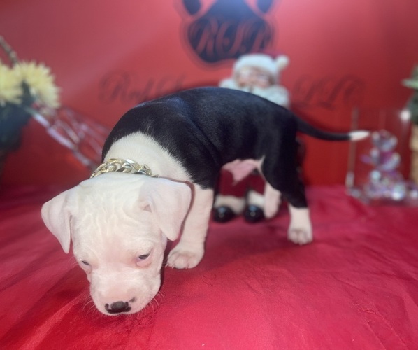 Medium Photo #3 American Pit Bull Terrier Puppy For Sale in TRENTON, NJ, USA