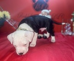 Small Photo #19 American Pit Bull Terrier Puppy For Sale in TRENTON, NJ, USA