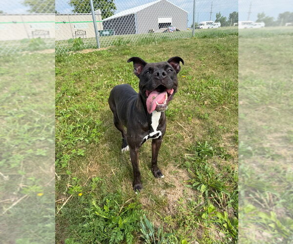 Medium Photo #5 American Staffordshire Terrier-Unknown Mix Puppy For Sale in Pierceton , IN, USA