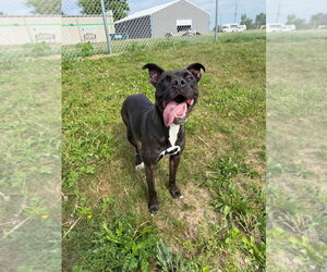 Esther - Fee Waived - Female American Staffordshire Terrier-Unknown Mix Dog for Adoption - Photo #5