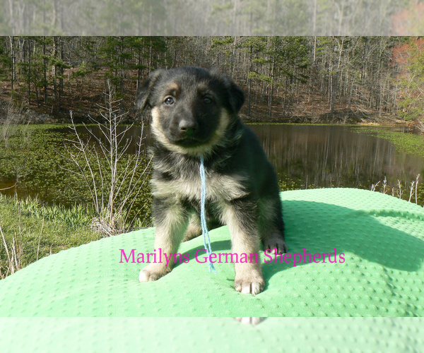 Medium Photo #1 German Shepherd Dog Puppy For Sale in PIEDMONT, MO, USA