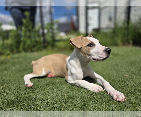 Medium Photo #3 American Pit Bull Terrier Puppy For Sale in Evansville, IN, USA