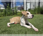 Small #2 American Pit Bull Terrier