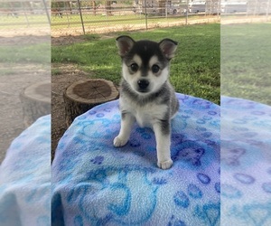 Alaskan Klee Kai Puppy for sale in GLENDALE, AZ, USA