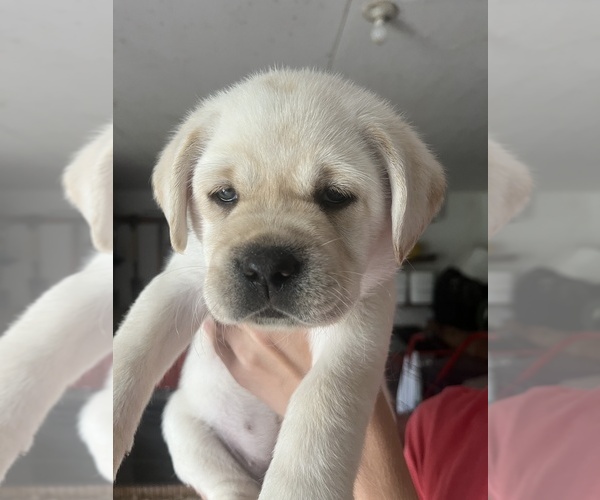 Medium Photo #4 Labrador Retriever Puppy For Sale in BLANCHESTER, OH, USA